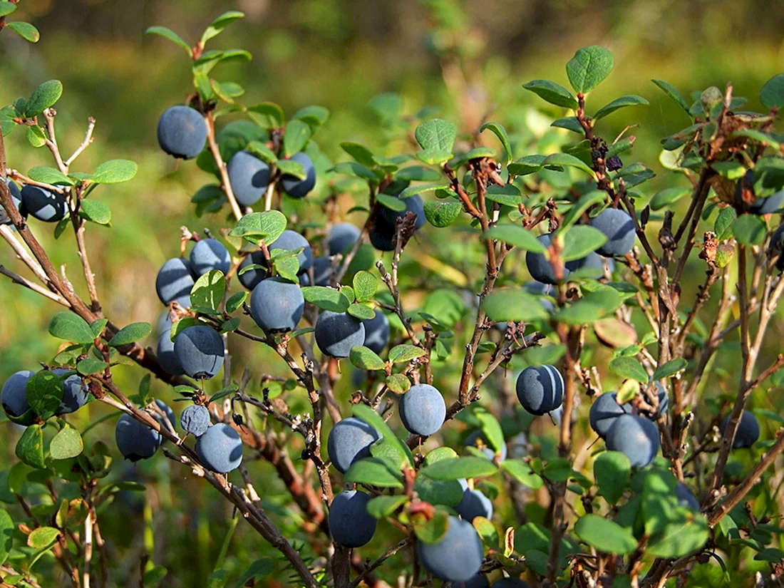 Vaccinium uliginosum голубика