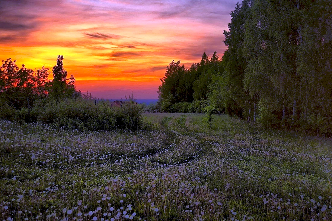Вечерний лес