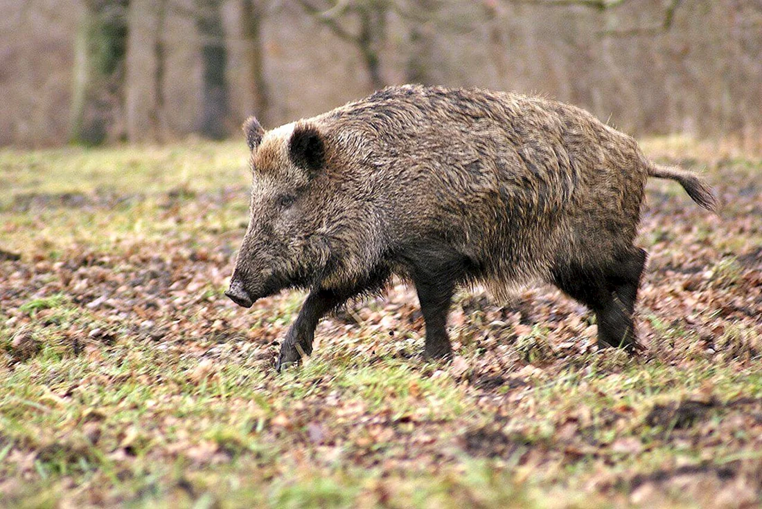 Вепрь секач