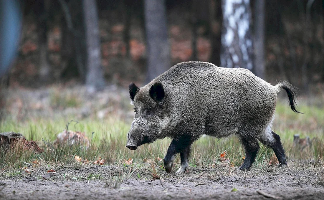 Вепрь секач