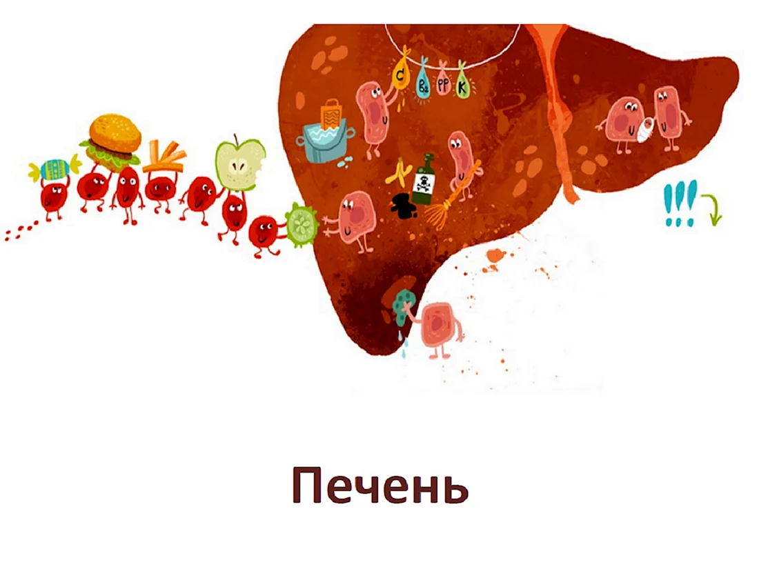 Веселая печень