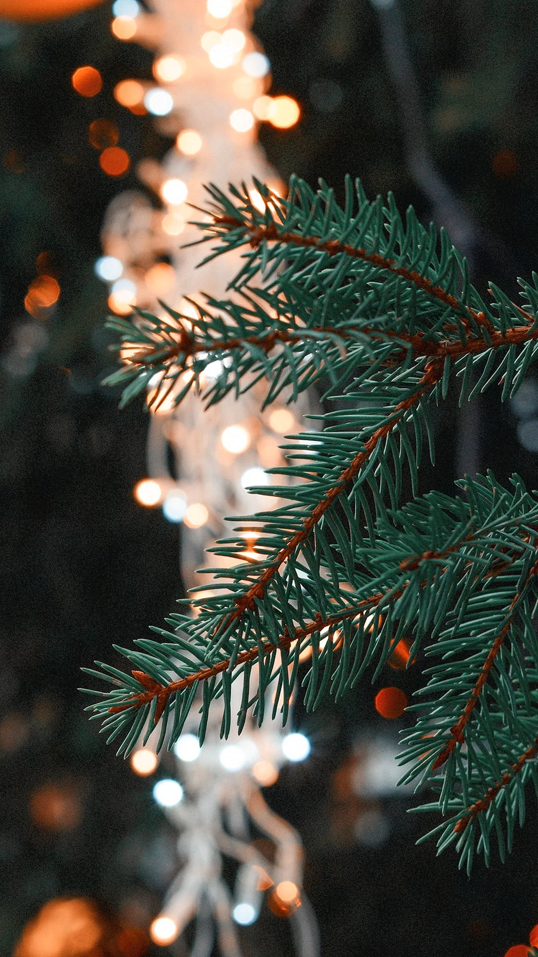 Ветка Еловая