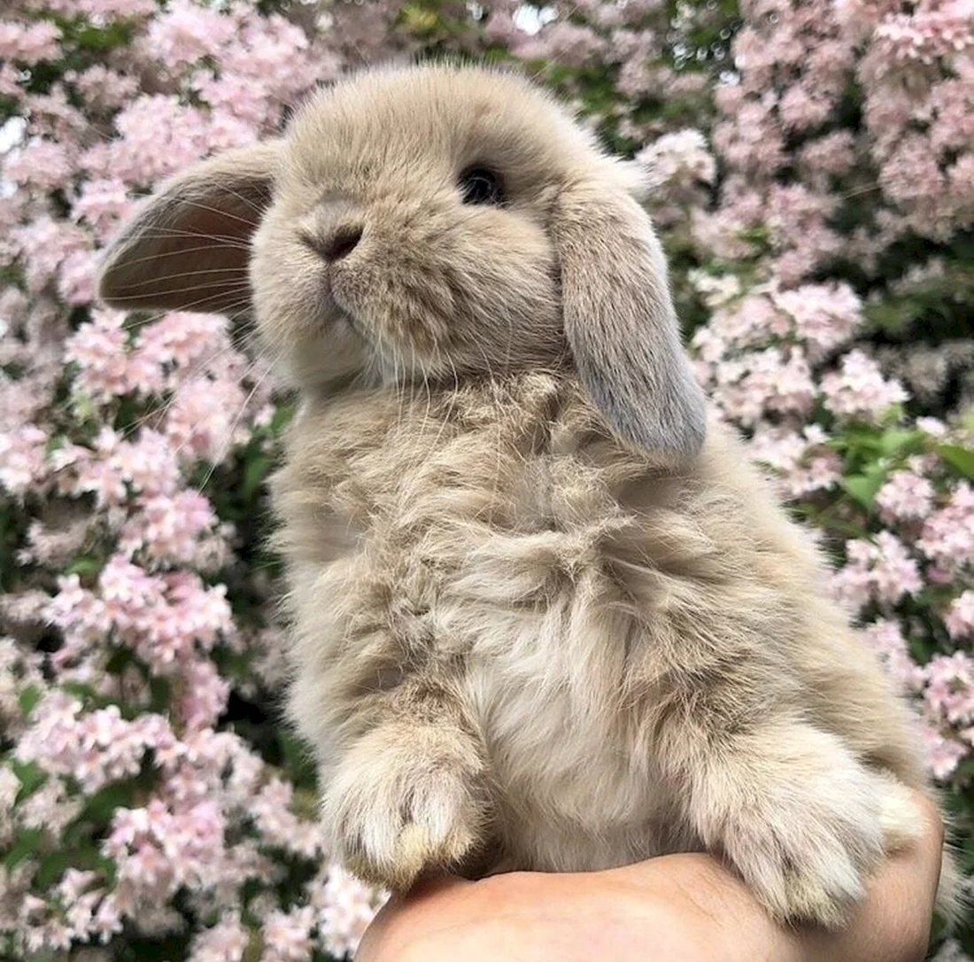 Вислоухий кролик