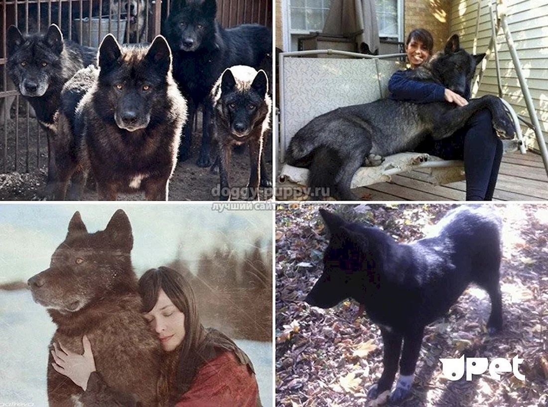 Вольфхунд