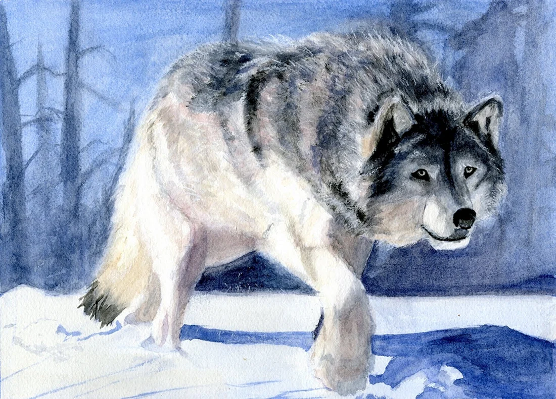 Волк рисунок