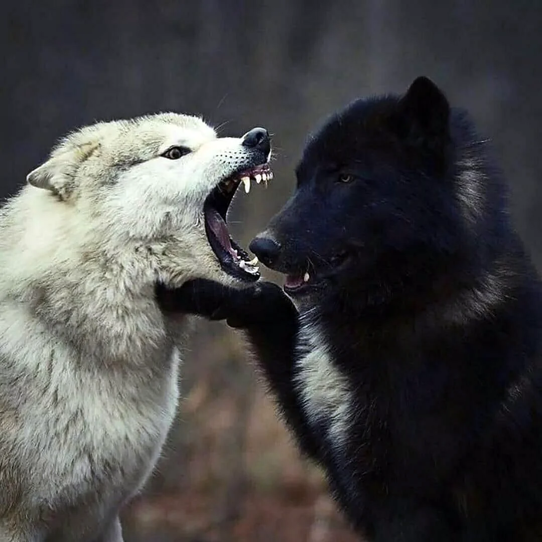 Volk Wolf белый и черный волк