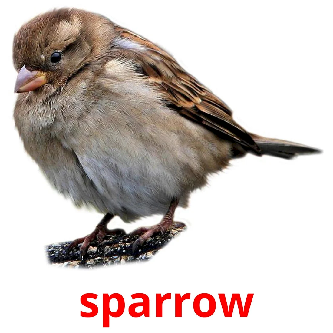 Воробей на белом фоне