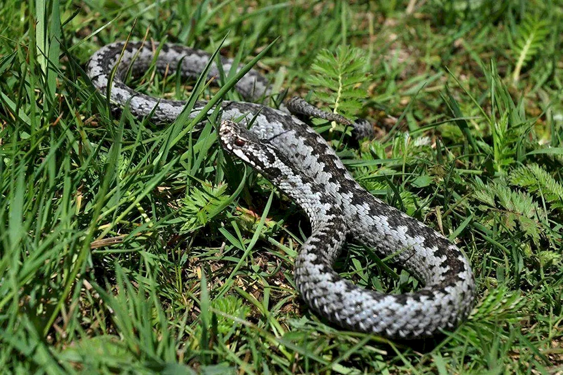 Восточная Степная гадюка Vipera Pelias Renardi