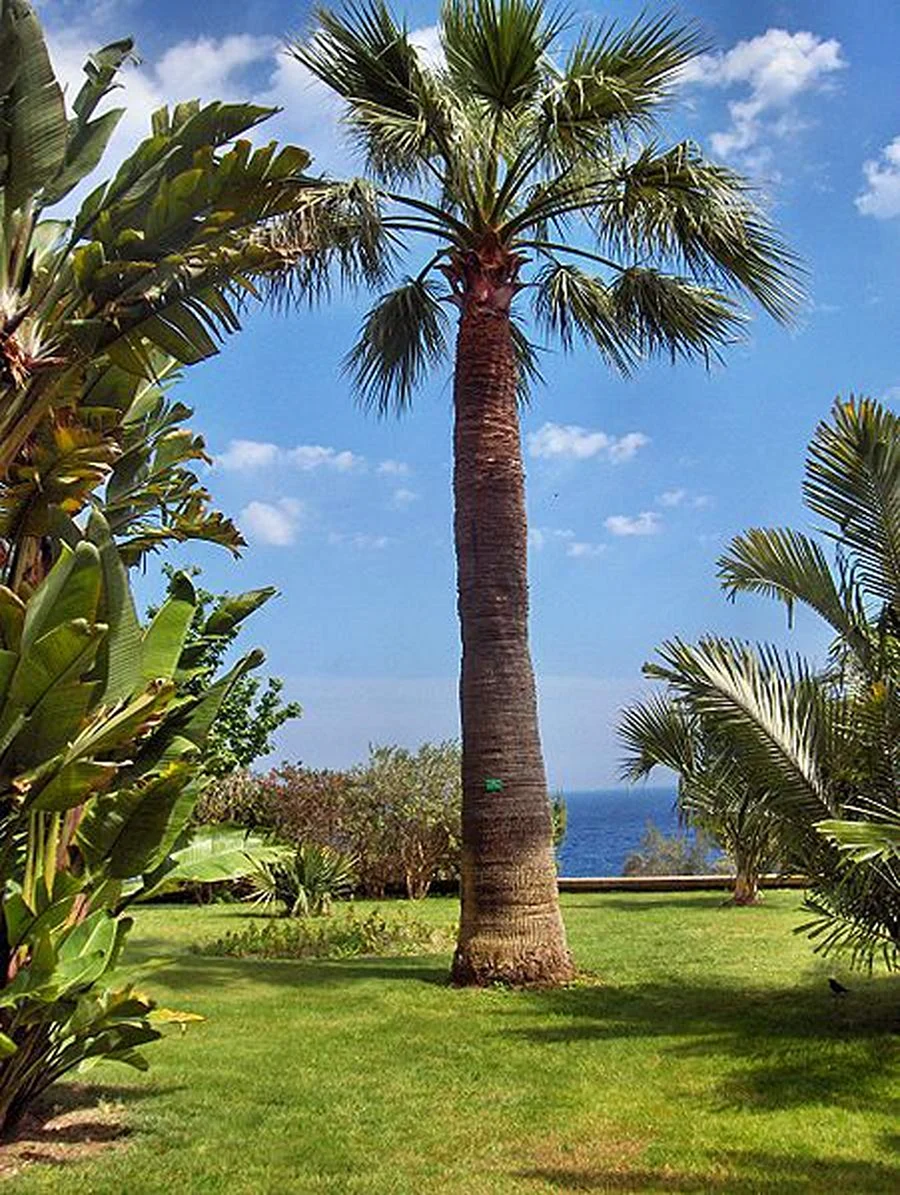 Washingtonia filifera