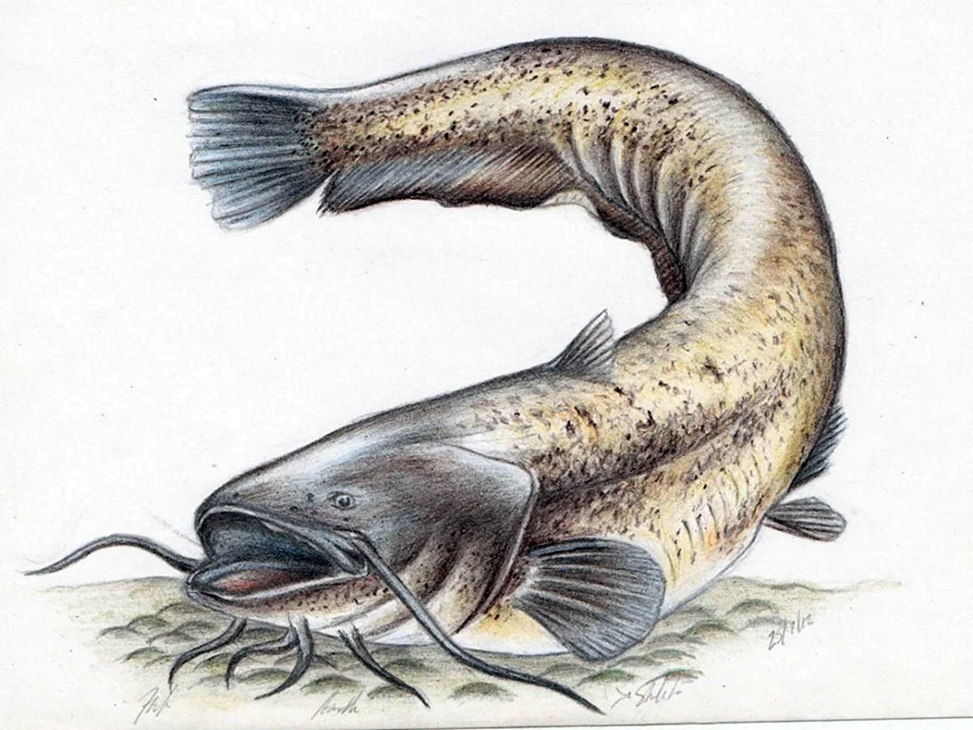 Wels Catfish