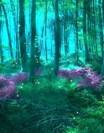 «Зачарованный лес» «Enchanted Forest»