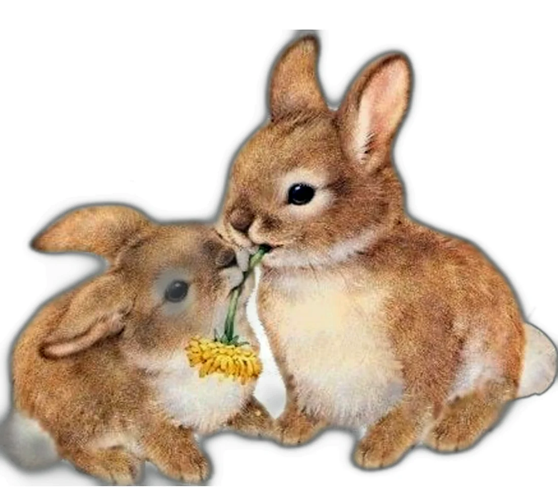 Зайчонок