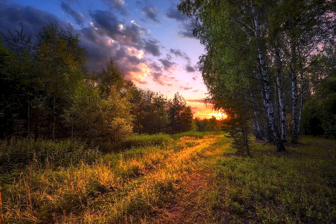 Закат в лесу