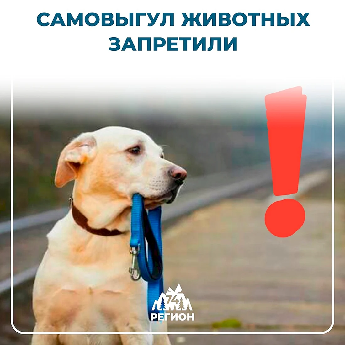 Запрещённые собаки в России