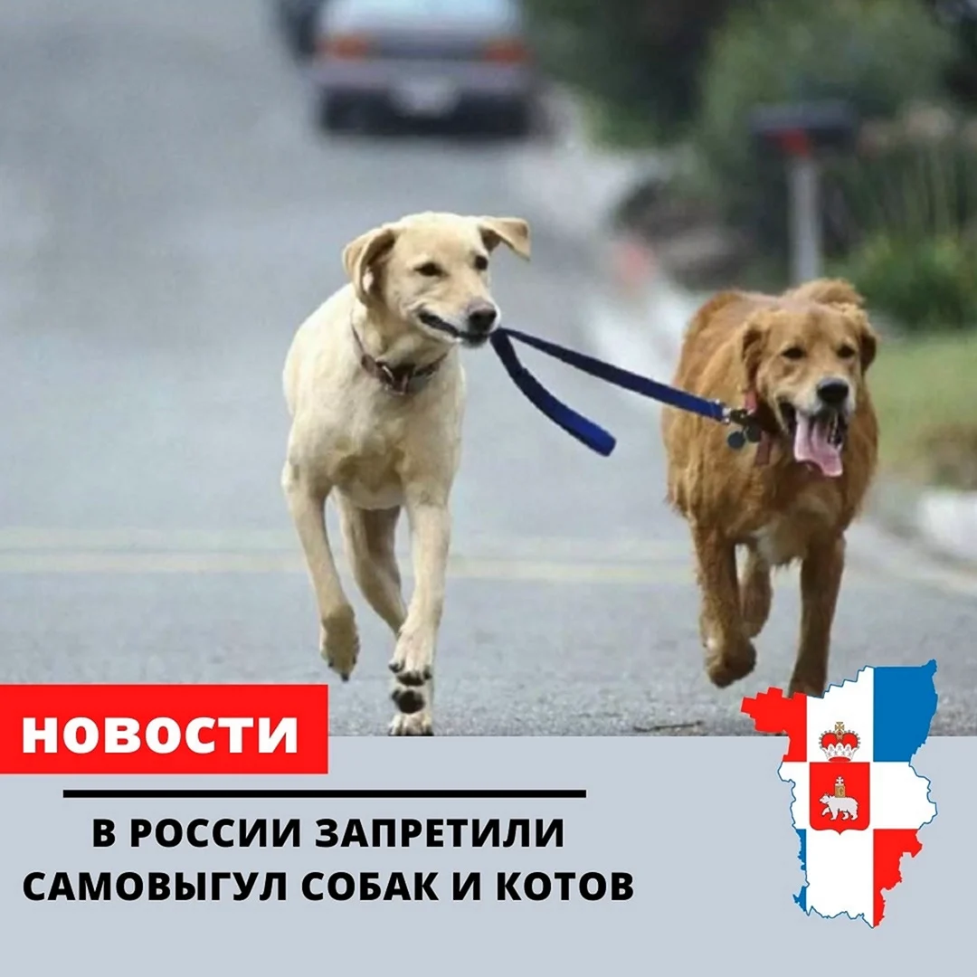 Запрещённые собаки в России