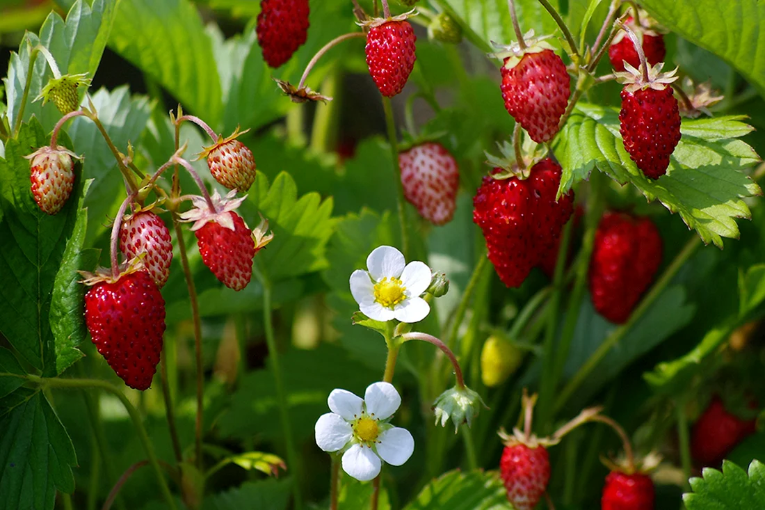 Земляника Лесная Fragaria vesca