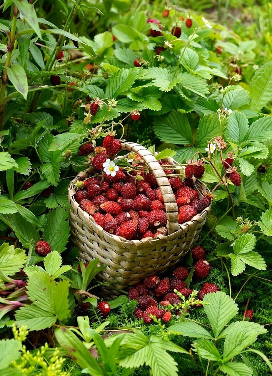 Земляника Полевая и Лесная земляника