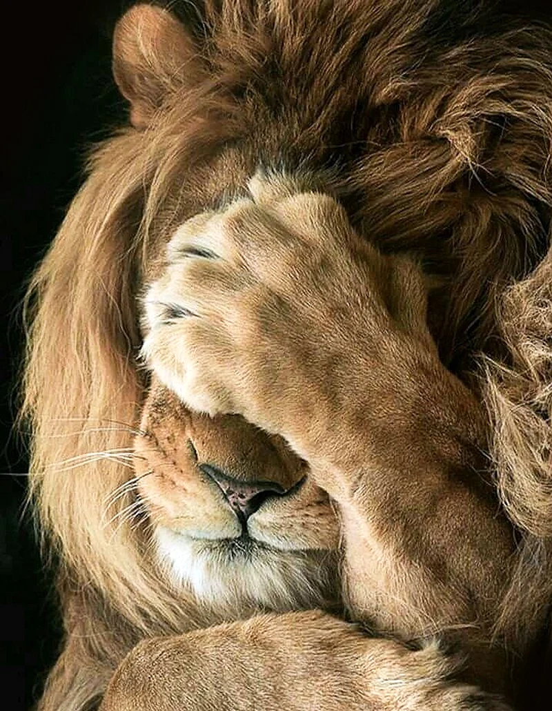 Zhanna Lion Leo