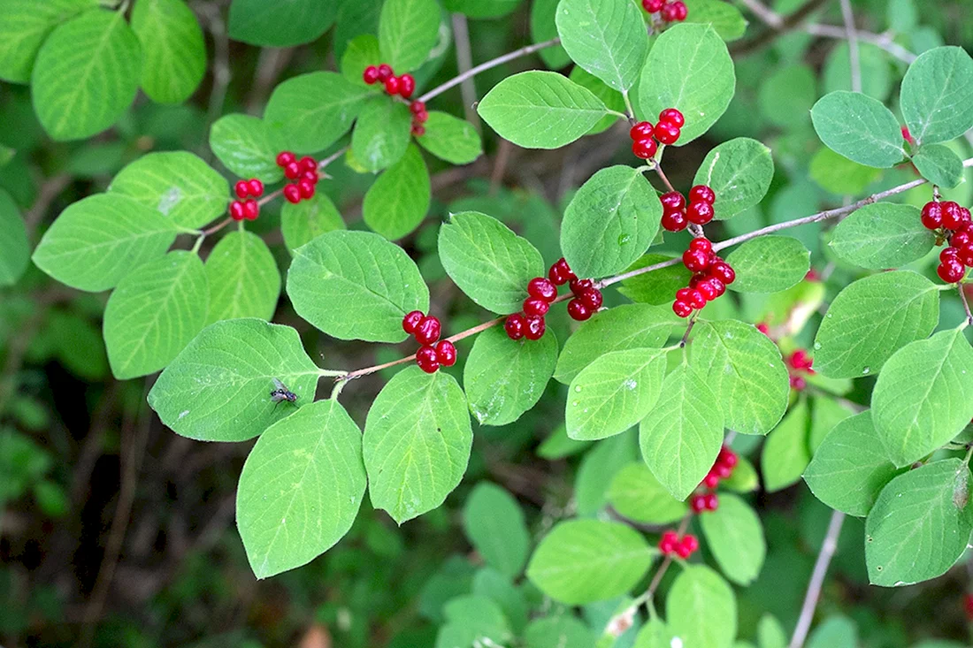 Жимолость Лесная-Lonicera xylosteum