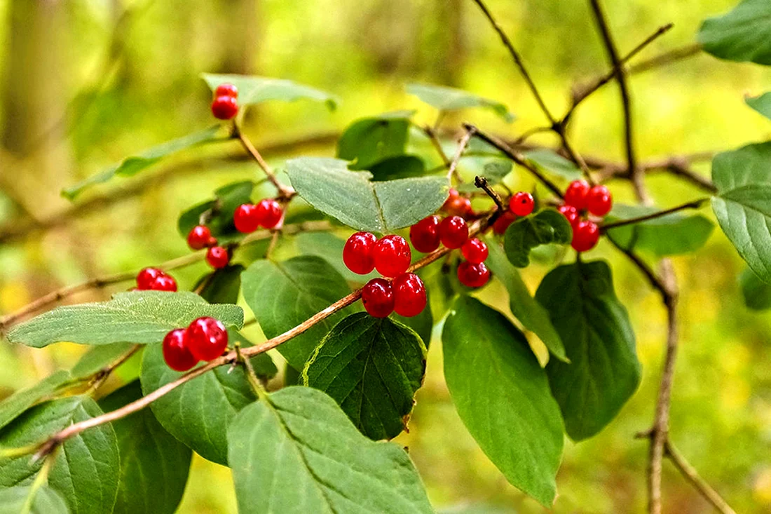 Жимолость Лесная-Lonicera xylosteum