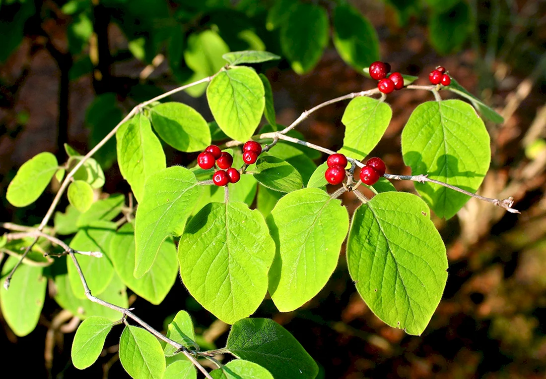 Жимолость Лесная-Lonicera xylosteum
