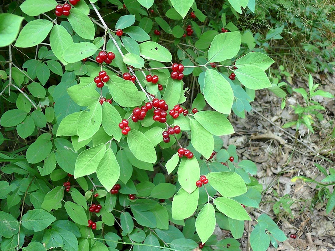 Жимолость Лесная-Lonicera xylosteum
