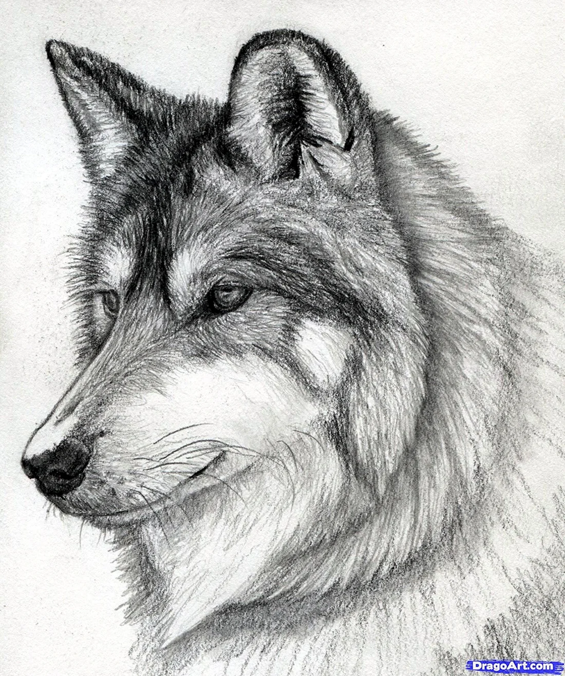 Животные рисунки