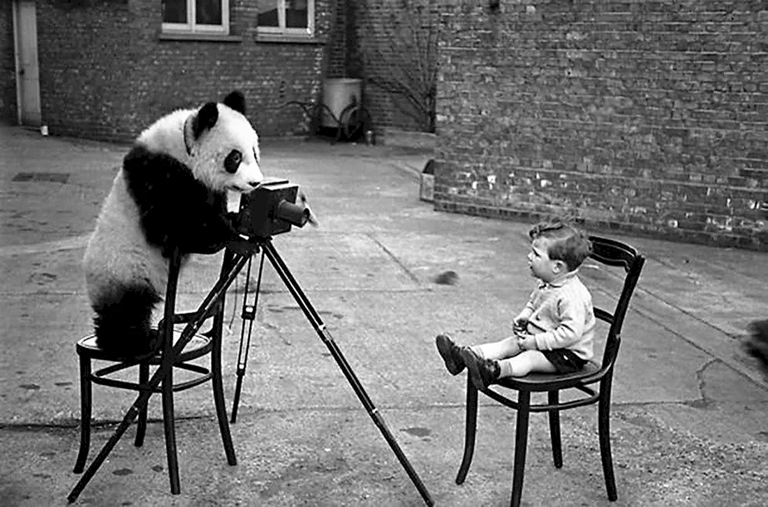 Животные с фотоаппаратом