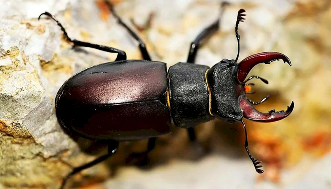 Жук-олень Lucanus Cervus