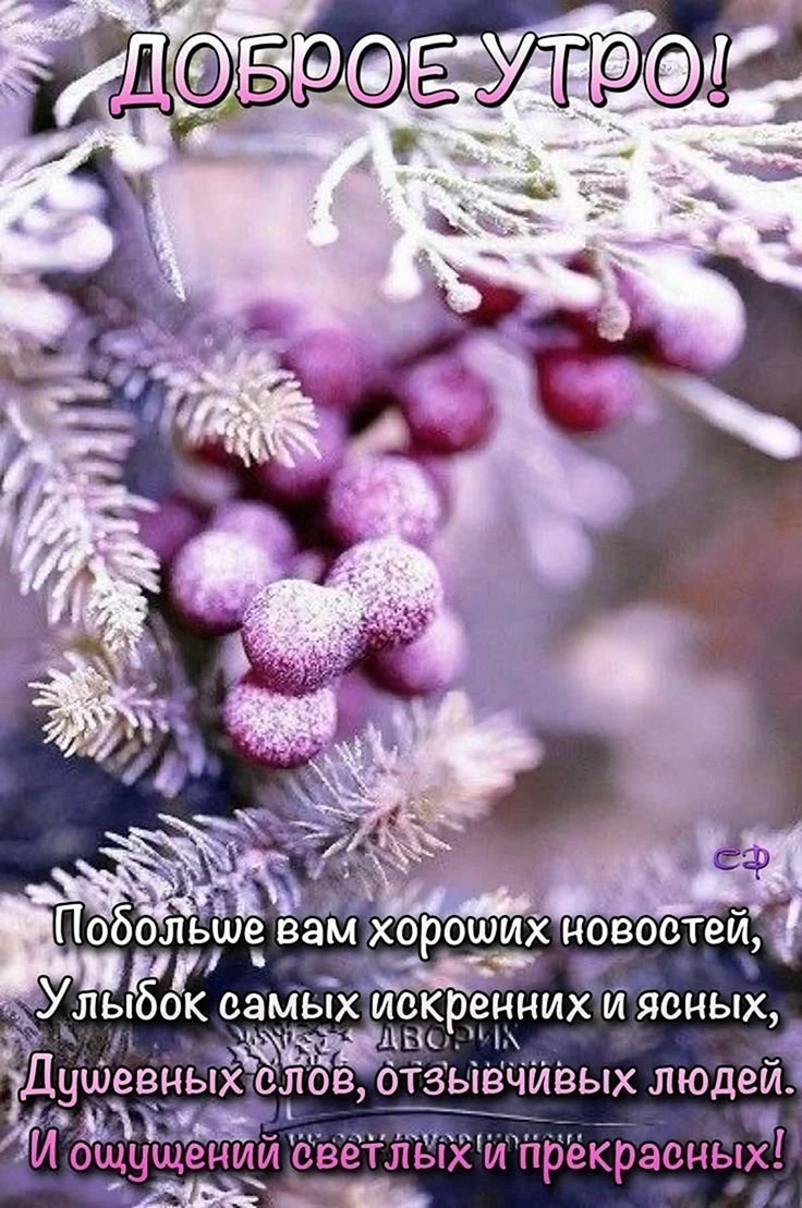 Зимние растения