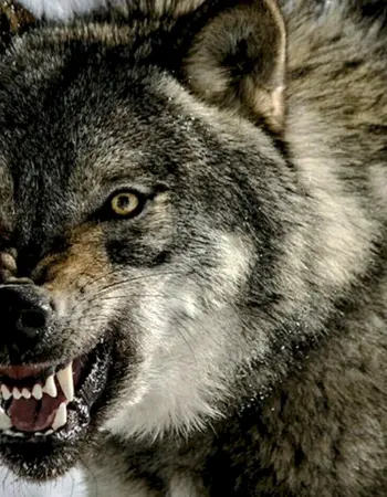Злой оскал волка