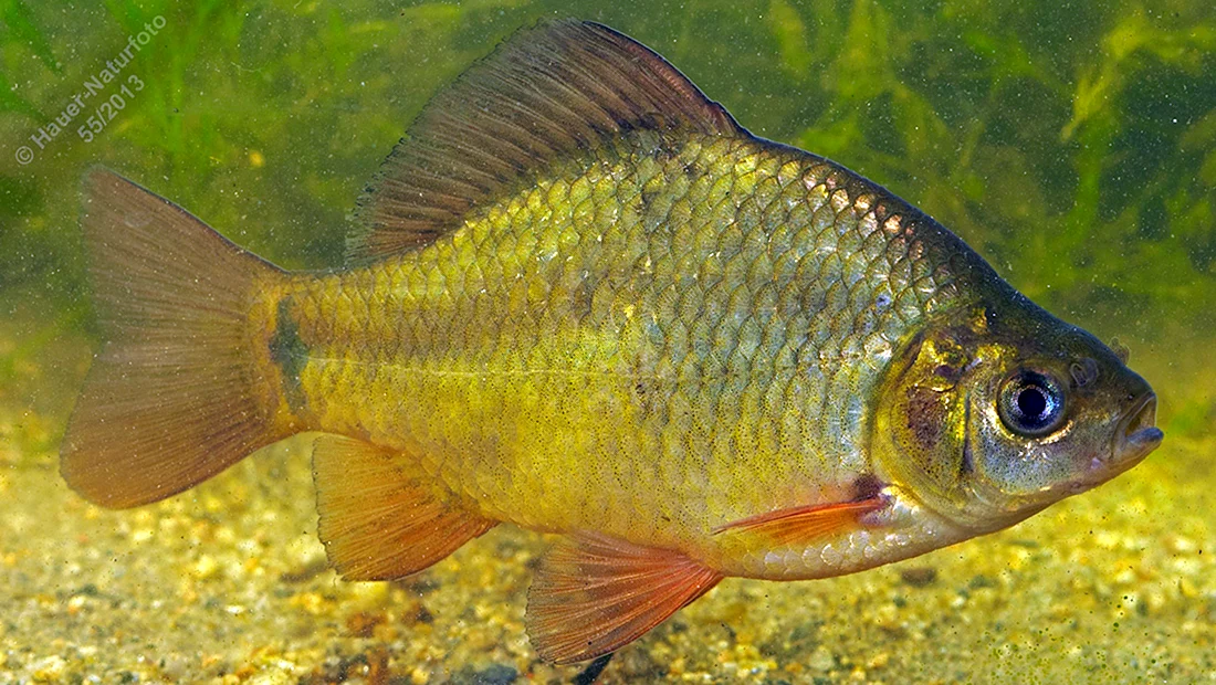 Золотой обыкновенный карась Carassius Carassius