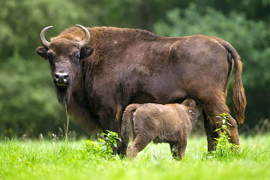 ЗУБР Bison bonasus