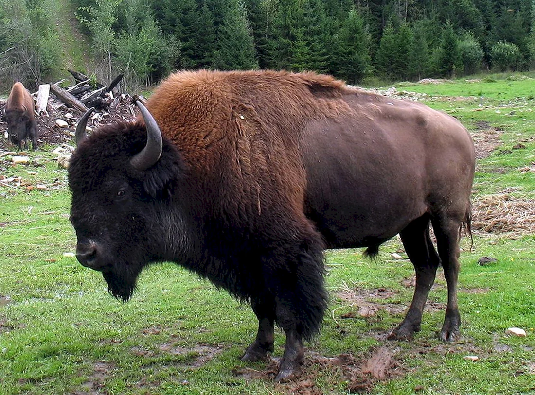ЗУБР Bison bonasus