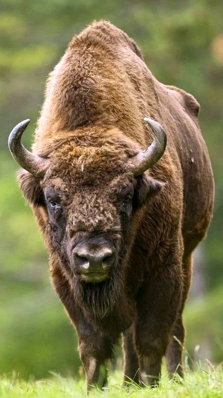 ЗУБР Bison bonasus