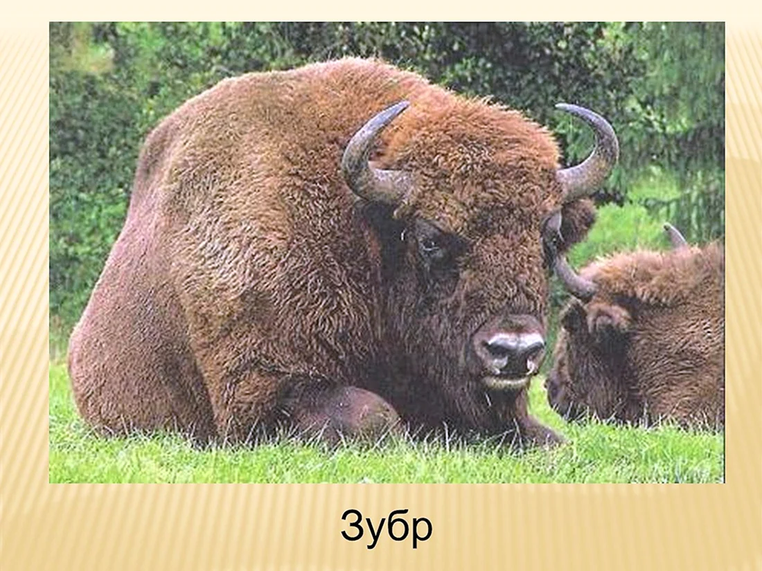 ЗУБР И Бизон