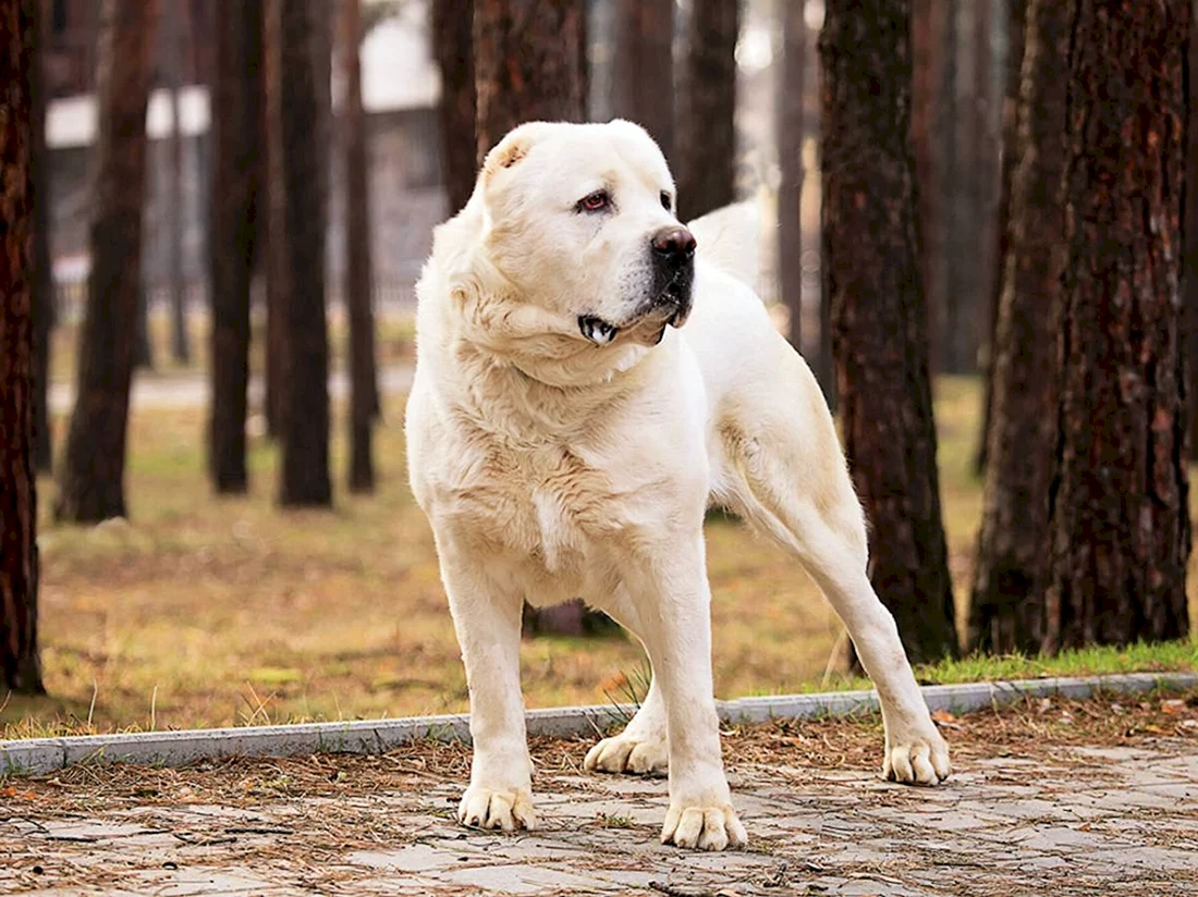 Алабай собака