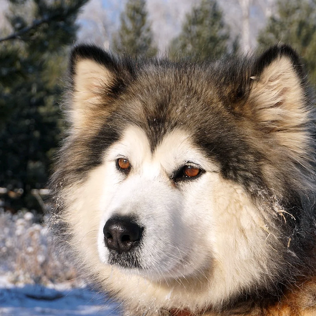 Аляскинский маламут
