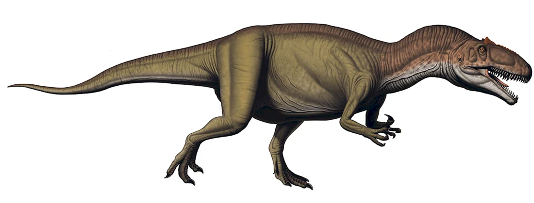 Аллозавр fragilis