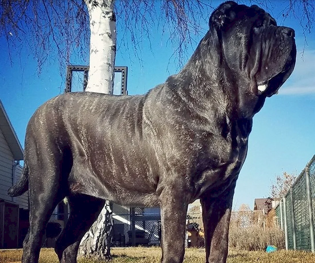 Американский Молосс