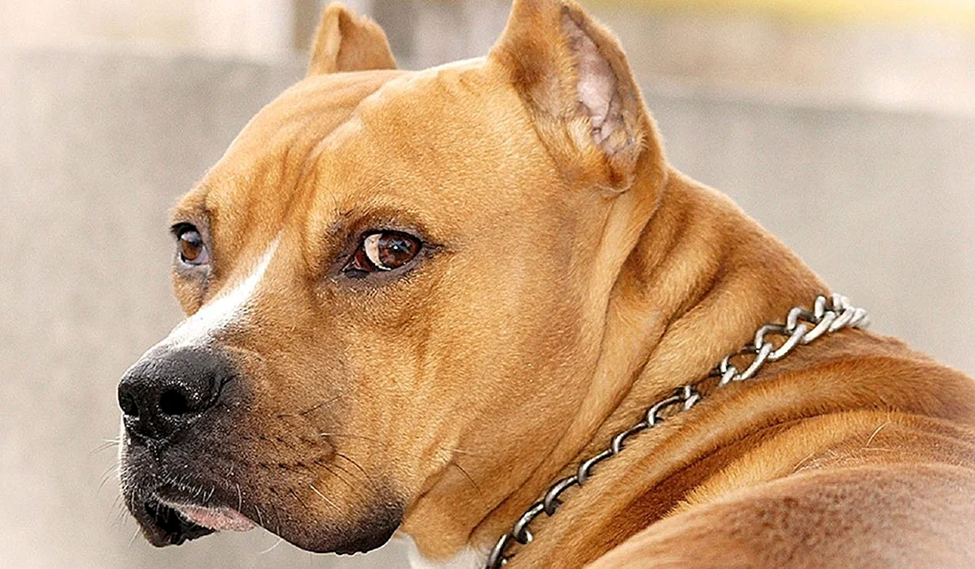 Американский стаффордширский терьер