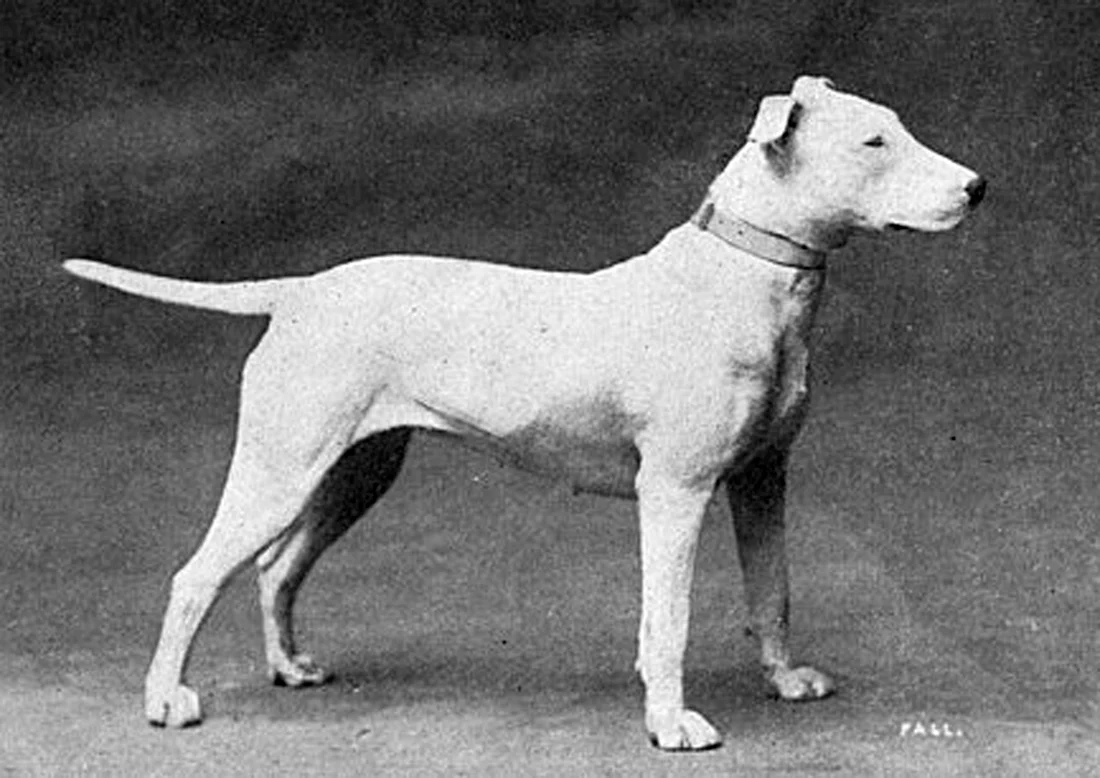 Английский бультерьер 1915