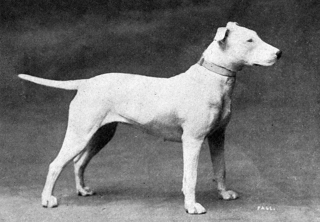 Английский бультерьер 1915