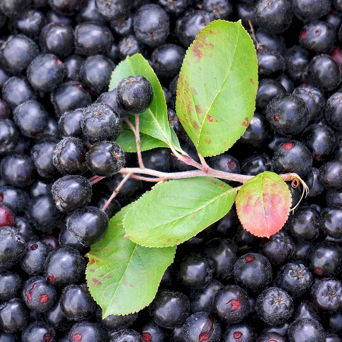 Арония черноплодная Aronia melanocarpa