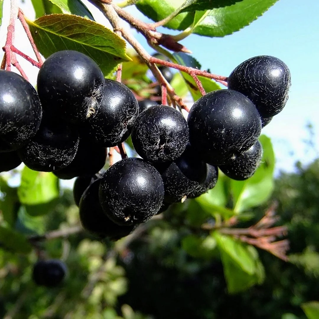 Арония черноплодная Aronia melanocarpa