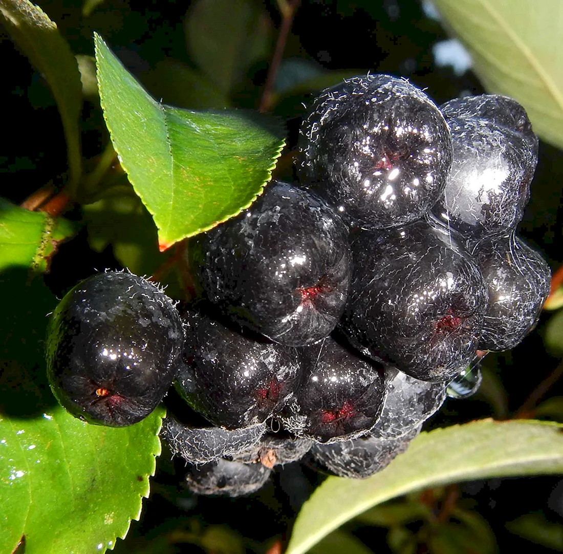 Арония черноплодная Aronia melanocarpa