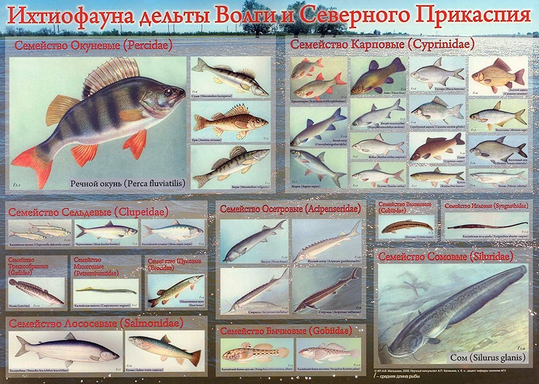 Go fishing! Названия и виды рыб на английском языке