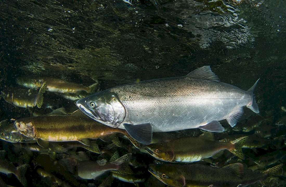 Атлантический лосось Salmo Salar