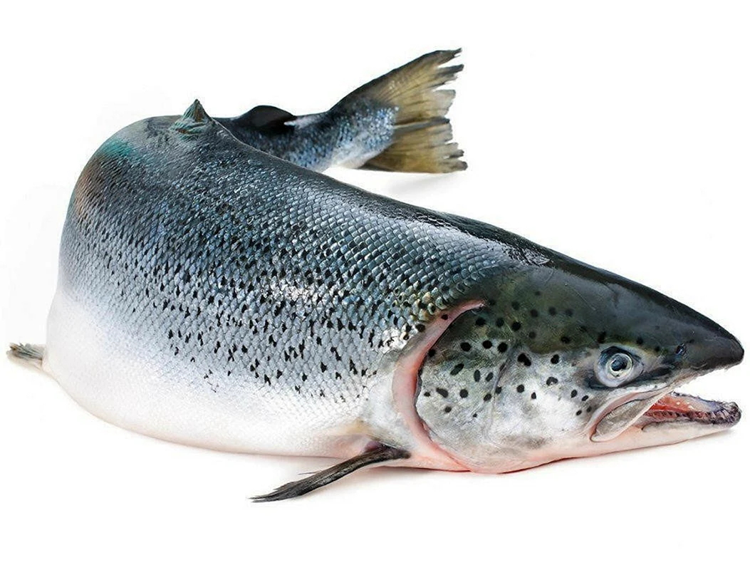 Атлантический лосось Salmo Salar