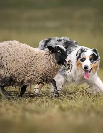 Аусси австралийская овчарка пастух